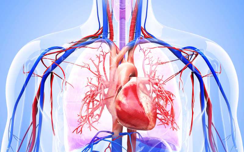 Gợi ý 6 cách tăng cường sức khỏe tim mạch mà bạn nên biết